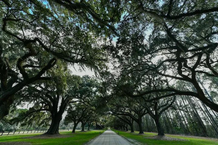 Mount Pleasant IUL Lawsuit Attorneys. Image is of trees lining a paved walkway on Boone Hall Plantation